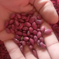 لوبیا قرمز