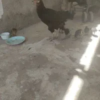 مرغ لاری با 9 تا جوجه