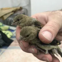 جوجه سره قناری طلا
