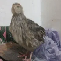 بلدرچین
