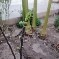 نهال انجیر گلابی