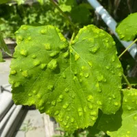 قارچ کش فوق تخصص تریکودرما