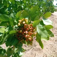 خرید پسته و اجاره