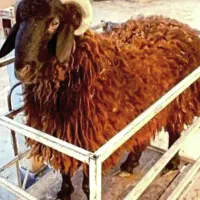 دام زنده بره و گوسفند محلی مناسب نذری و قربونی
