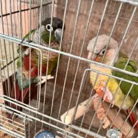 گرینچیک آناناسی و یلوساید جفت
