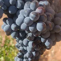 انگور سیاه  دیم سردشت