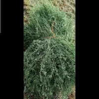 بیده یونجه خشک