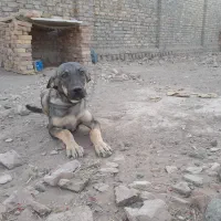 توله سگ پژدر