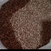 بادام کوهی تلخ ۱۰۰ کیلو