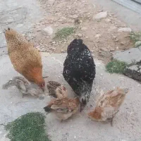 مرغ محلی اصل قیمت توافقی
