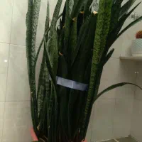 گل سانسوریا پر برگ