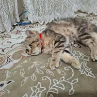 گربه بریتیش