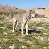 سرابی نر ۱۱ ماهه