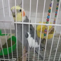جفت عروس هلندی دستی