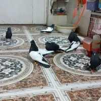 کته سینه سیا حرفه ای