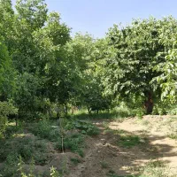 ۱۳۰۰ متر باغ میوه هزاردشت