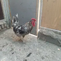 خروس محلی جوان طوسی رنگ چهل تاج