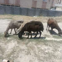 4عدد گوسفند جوان سرحال برای نگه داشتن وزن 46ک