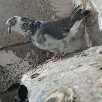 سوسکی نر