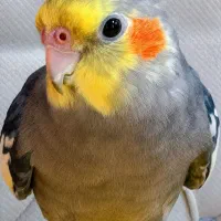 عروس هلندی