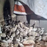 جوجه بلدرچین گوهی ۱۵۰تا ۳۵۰توما