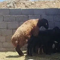 قوچ همو تازه دندون عوض کرده به شرط آزمایش مجدد