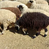 نیازمند کارگر دامداری