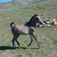 اسب|اسب و تجهیزات اسبسواری|مشگین شهر, |دیوار