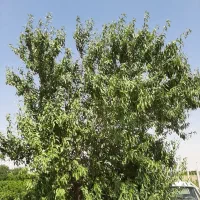 باغچه انگور داربستی