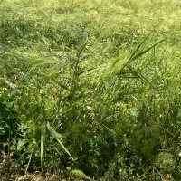 سرایدار کشاورز