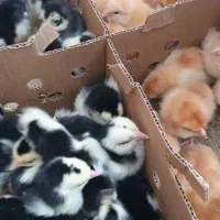 جوجه لوهمن و بلژیکی