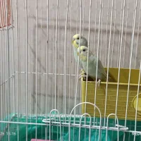 یک جفت مرغ عشق طاووسی