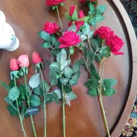 شاخه گل چینی مخمل