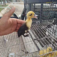 جوجه اردک