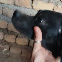 سگ دنبلانی پوینترانگلیس