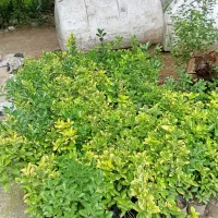 گل  و گیاه