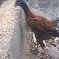 جوجه لاری اصل