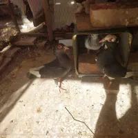 سه عددکبوتر