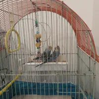 دو عدد مرغ عشق نر