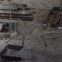 سگ سراب