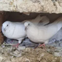 کبوتر|پرنده|رباط‌کریم, نصیرشهر|دیوار