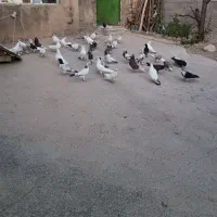 کفتر|پرنده|نهاوند, |دیوار