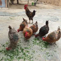 مرغ و خروس