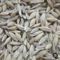 جو محلی تخمی