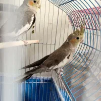عروس هلندی نر سخنگو 2عدد
