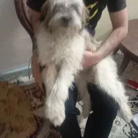 سگ خونگی شیتزو