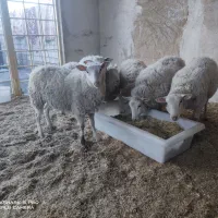 دام خارجی