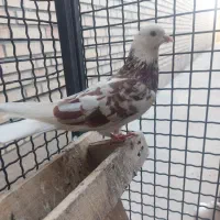 کبوتر|پرنده|صفادشت, |دیوار