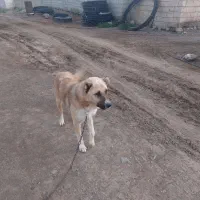 سگ نگهبان