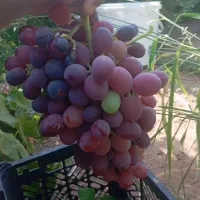 انگور سیاه و انگور یاقوتی دارای خواص بالا